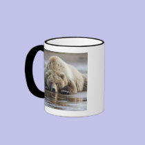 USA, Alaska, Katmai National Park, Brown Bear 4 mugs