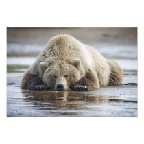 USA, Alaska, Katmai National Park, Brown Bear 4