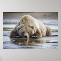 USA, Alaska, Katmai National Park, Brown Bear 4