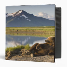 USA, Alaska, Katmai National Park, Brown Bears 2 Vinyl Binder