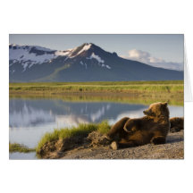 USA, Alaska, Katmai National Park, Brown Bears 2 Cards