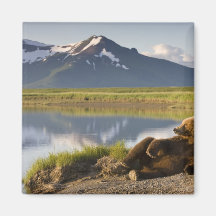 USA, Alaska, Katmai National Park, Brown Bears 2 Magnets
