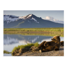 USA, Alaska, Katmai National Park, Brown Bears 2 Postcard