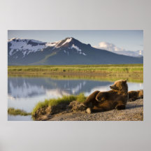 USA, Alaska, Katmai National Park, Brown Bears 2 Posters