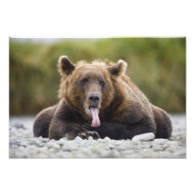 USA, Alaska, Katmai National Park, Kukak Bay, Photograph