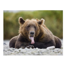 USA, Alaska, Katmai National Park, Kukak Bay, Postcards