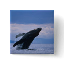 USA, Alaska, Tongass National Forest, Humpback