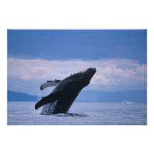 USA, Alaska, Tongass National Forest, Humpback Photograph