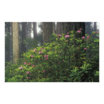 USA, California, Del Norte, Redwoods St. Park, Photo