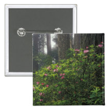 USA, California, Del Norte, Redwoods St. Park, Pin