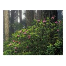 USA, California, Del Norte, Redwoods St. Park, Postcard