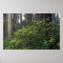USA, California, Del Norte, Redwoods St. Park, Poster