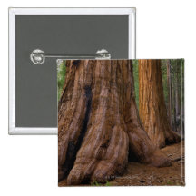 USA, California, Giant Sequoia tree Pinback Buttons