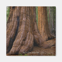 USA, California, Giant Sequoia tree Fridge Magnet
