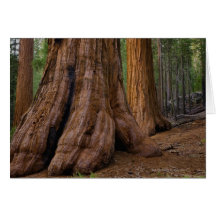 USA, California, Giant Sequoia tree Greeting Card
