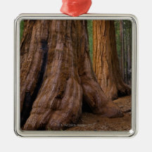 USA, California, Giant Sequoia tree Christmas Ornament