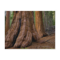 USA, California, Giant Sequoia tree Postcard