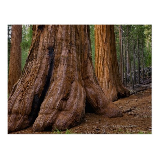 USA, California, Giant Sequoia tree Postcard
