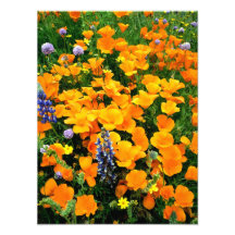 USA, California, Gorman. Detail of field of Photo Print