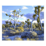 USA, California, Joshua Tree National Park. Art Photo