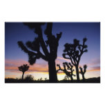 USA, California, Joshua Tree National Park, Photograph