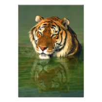 USA, California, Los Angeles County. Bengal