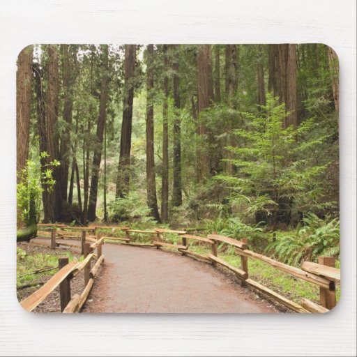 USA, California, Marin County, Muir Woods Mouse Pad