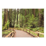 USA, California, Marin County, Muir Woods Photo Art