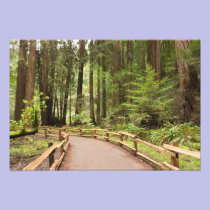 USA, California, Marin County, Muir Woods photography