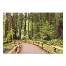 USA, California, Marin County, Muir Woods Photo Art