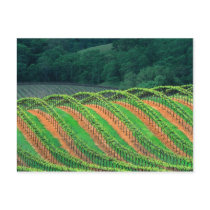 USA, California, Mendocino County, a trellised