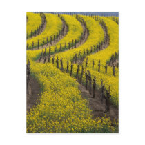USA, California, Napa Valley, Los Carneros Ava.