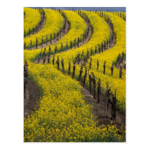 USA, California, Napa Valley, Los Carneros Ava. Post Cards