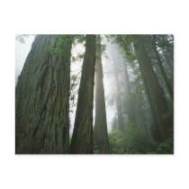 USA, California, Redwood National Park, 2 Postcards