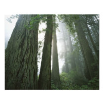 USA, California, Redwood National Park,