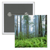 USA, California, Redwood NP. Redwood trees Buttons