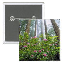 USA, California, Redwood NP. Rhododendron Pins