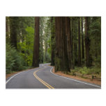USA, California, road through Redwood forest Postcard