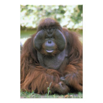 USA, California, San Diego Zoo. Captive