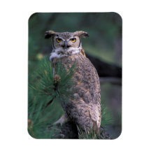 USA, CO, Colorado Springs. Great Horned Owl in Rectangle Magnets