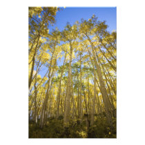 USA, Colorado, Autumn Aspens Along the Last