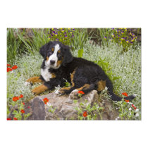 USA, Colorado, Breckenridge. Female Bernese