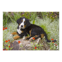 USA, Colorado, Breckenridge. Female Bernese Art Photo