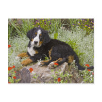USA, Colorado, Breckenridge. Female Bernese Post Card