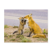 USA, Colorado, Breckenridge. Red fox mother 2 Postcard