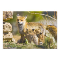 USA, Colorado, Breckenridge. Red fox mother 3