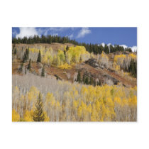 USA, Colorado, Gunnison National Forest, along