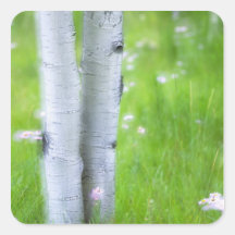USA, Colorado, Lake City, Aspens and Square Stickers