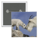 USA, Colorado, Mount Evans. Mountain goat mother Pinback Buttons