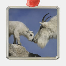 USA, Colorado, Mount Evans. Mountain goat mother Christmas Tree Ornaments